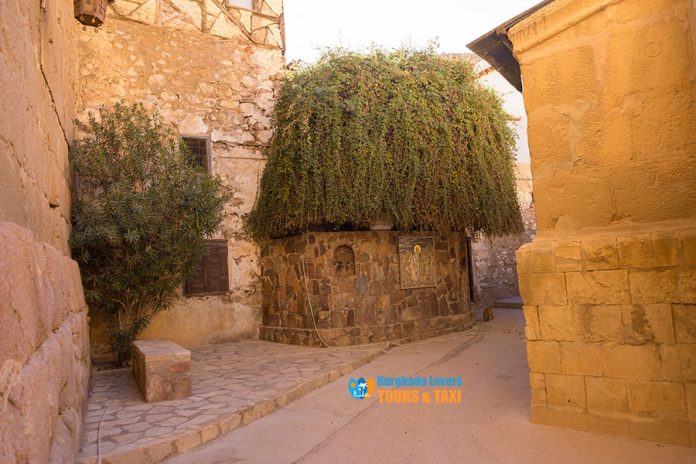 الشجرة المقدسة أهم المعالم والمزارات السياحية القبطية في دير سانت كاترين سيناء مصر